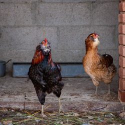Araucana Araucana