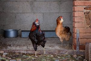Araucana Araucana