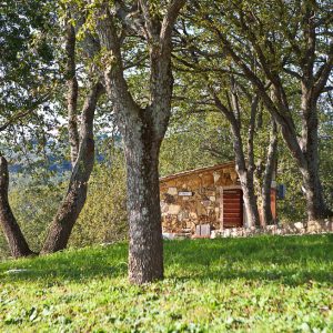 Casa vacanze Carraia