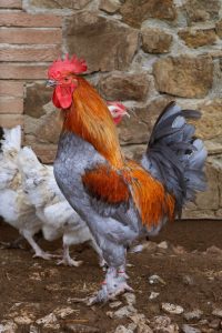 Marans Marans