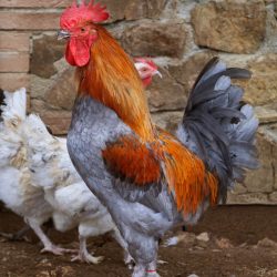 Marans Marans