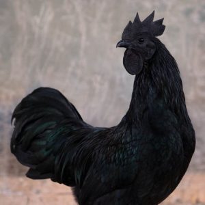 Ayam Cemani Ayam Cemani